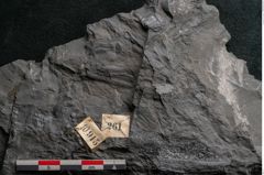 Foto (Detailansicht) von Callipteris sp.  (NHMW-GEO-2024-0188-10915)